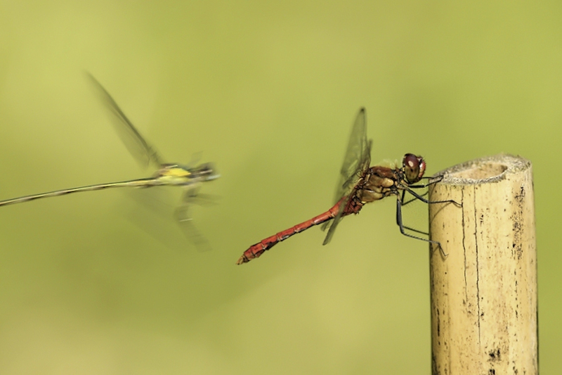 Bloedrode heidelibel man