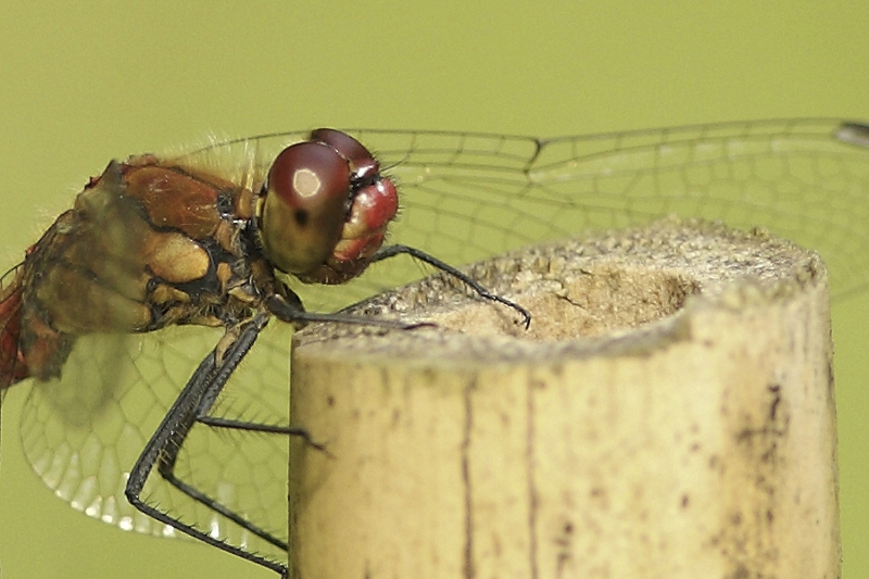 Bloedrode heidelibel man