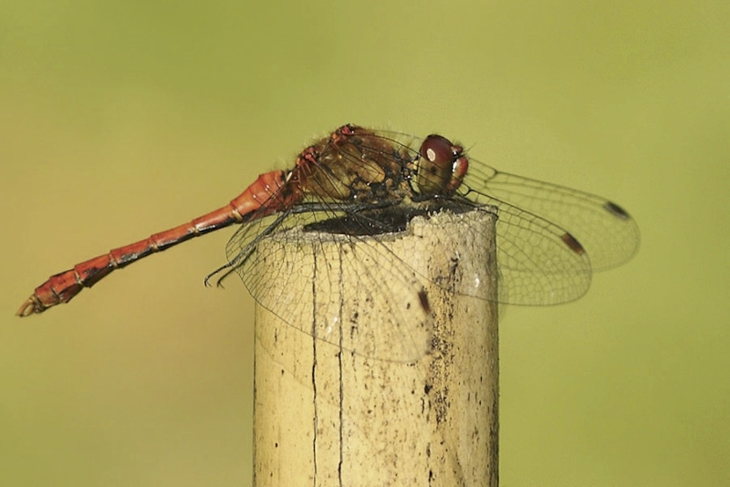 Bloedrode heidelibel man