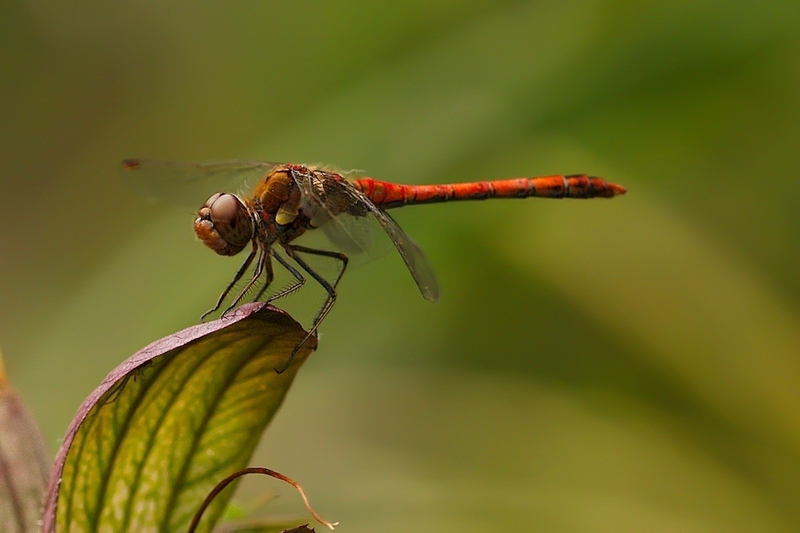Bruinrode heidelibel man