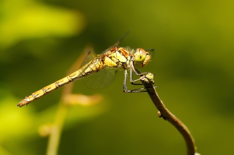 Bruinrode heidelibel vrouw