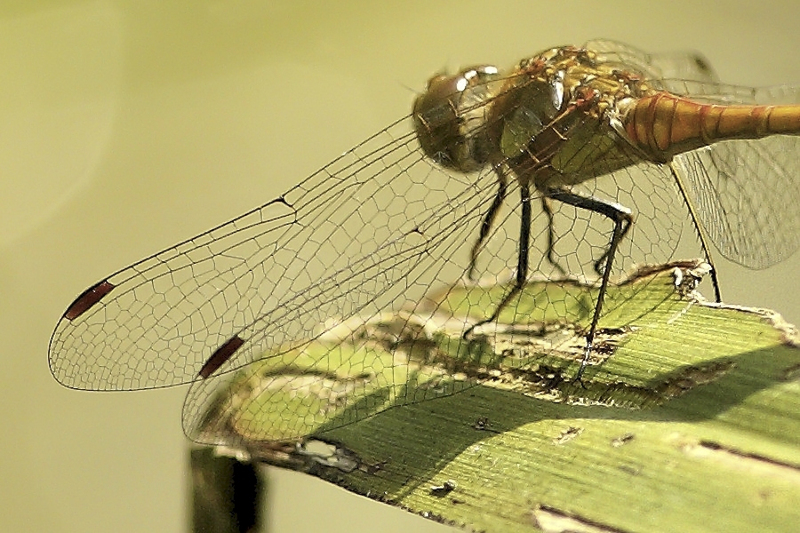 Bruinrode heidelibel vrouw