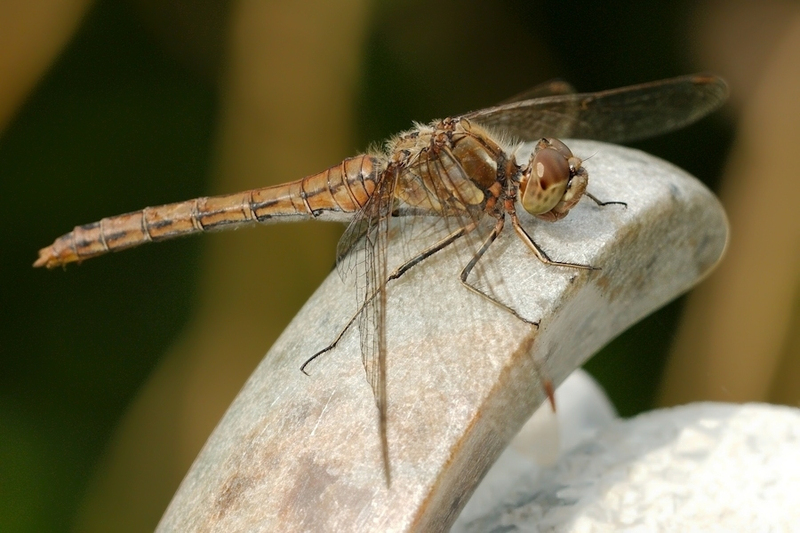 Steenrode heidelibel vrouw