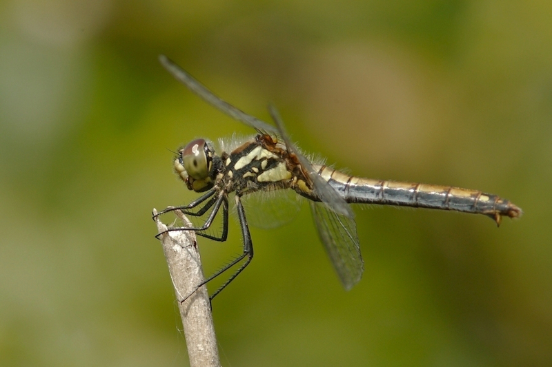 Zwarte heidelibel vrouw