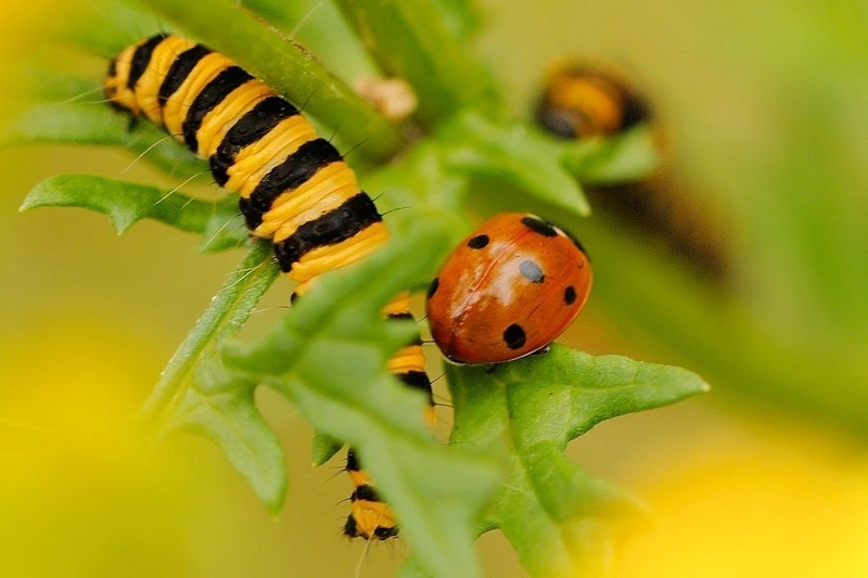 Zeven-stippelig lieveheersbeestje