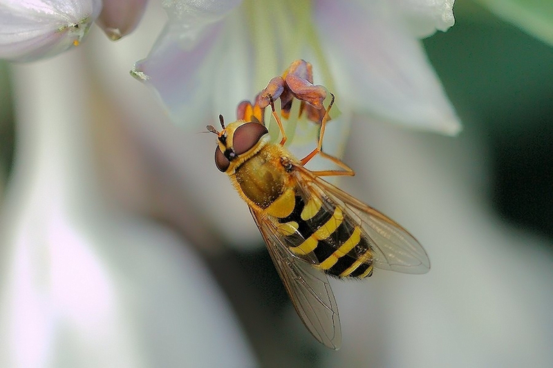 Bessenbandzweefvlieg