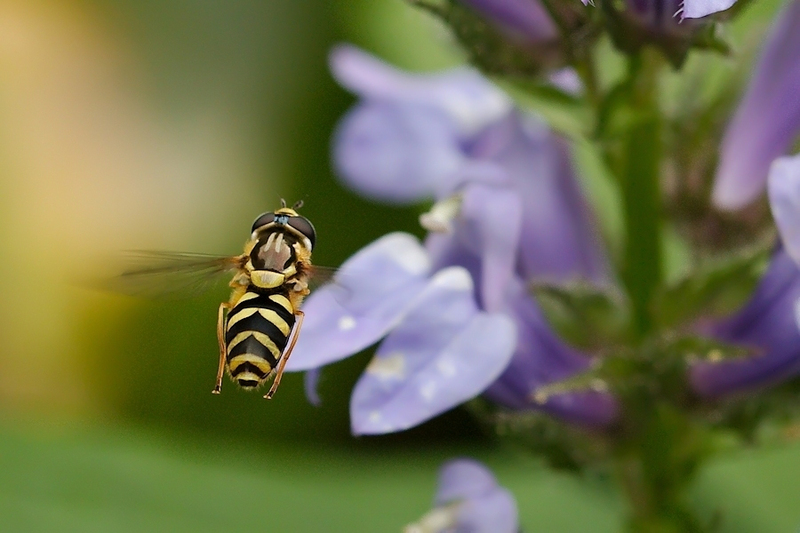 Bretel-wimperzweefvlieg