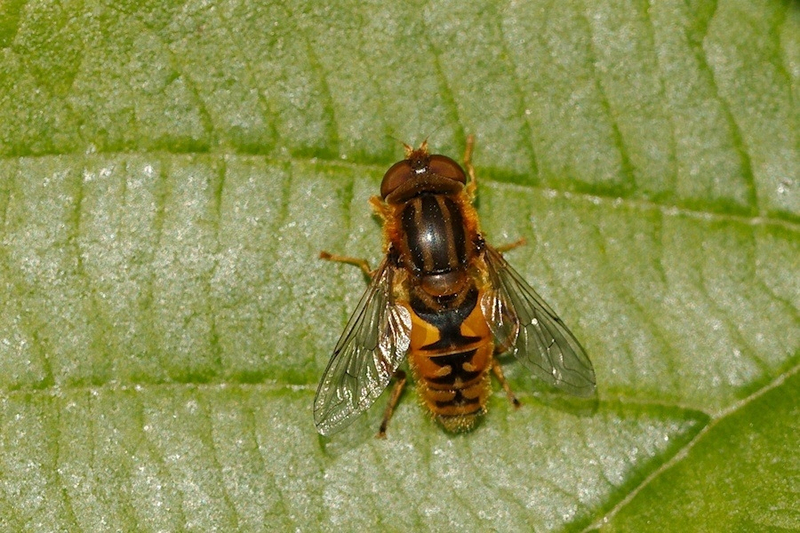 Gewone fluweelzweefvlieg