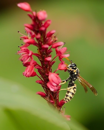 Franse veldwesp vrouw