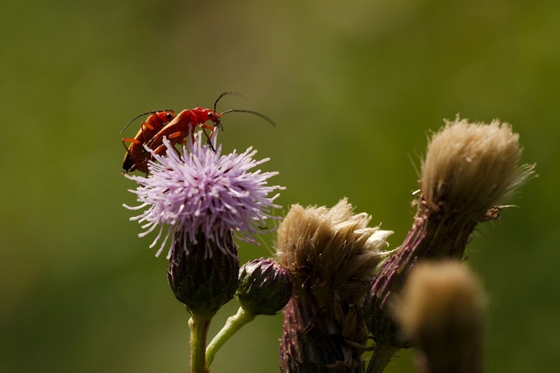 Kleine rode weekschild