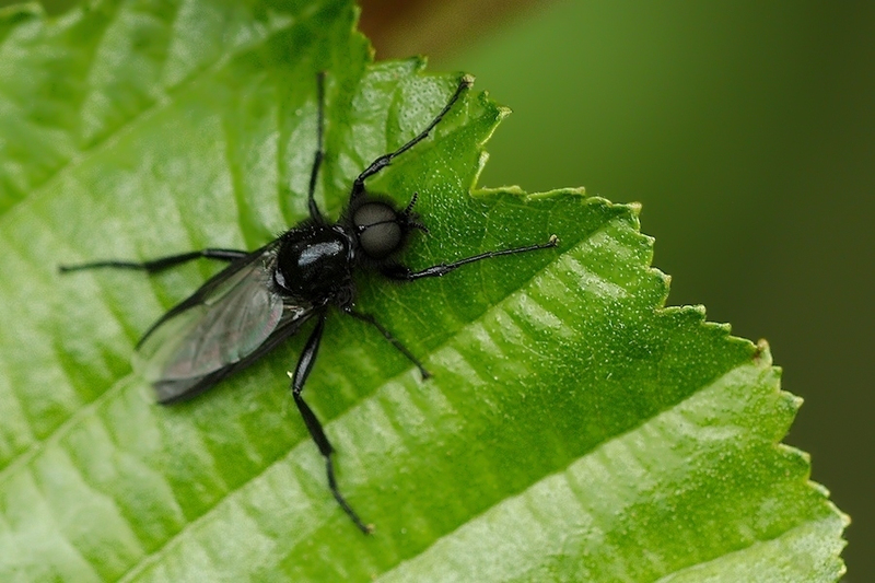 Maartse vlieg (Rouwvlieg)