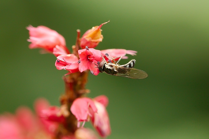 Micaplatvoetje vrouw