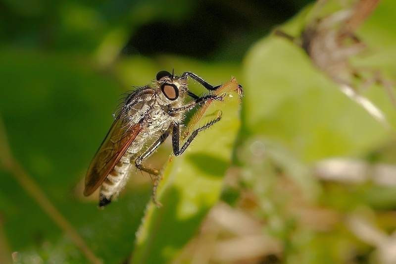 Roodbaardroofvlieg vrouw