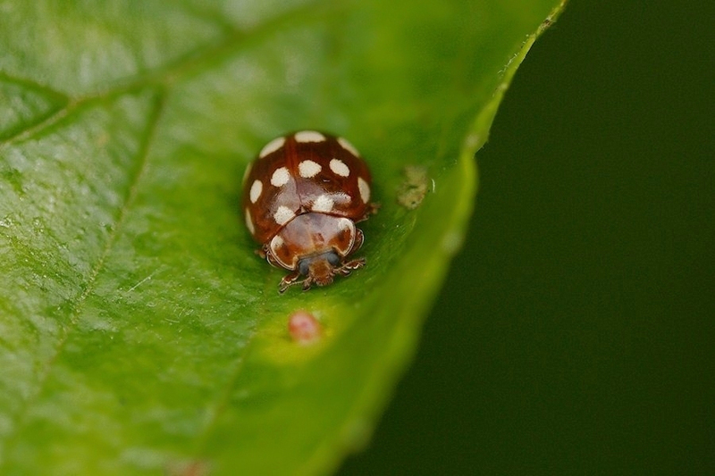 Roomvlek lieveheersbeestje