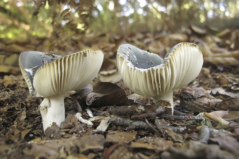 Berijpte russula