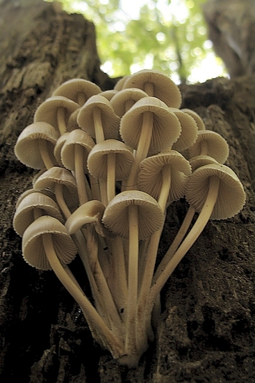 Bundel mycena