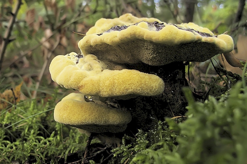 Dennenvoetzwam (jong)