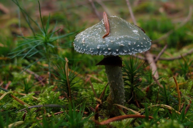 Echte kopergroenzwam