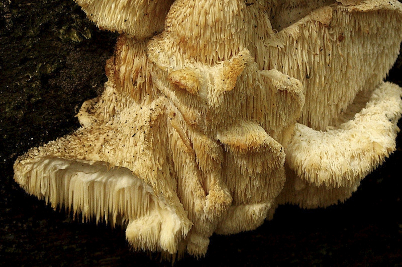 Gelobde pruikzwam (zeldzaam)