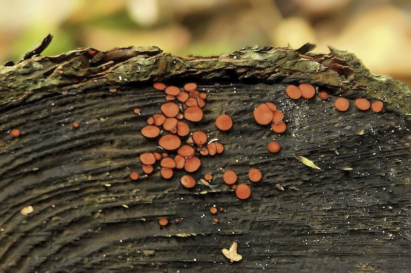 Gewoon wimperzwammetje