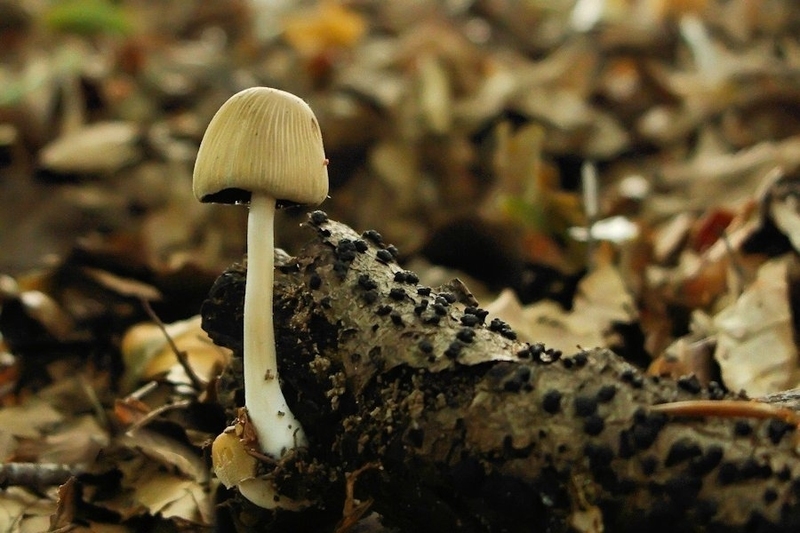 Gladstelige glimmerinktzwam