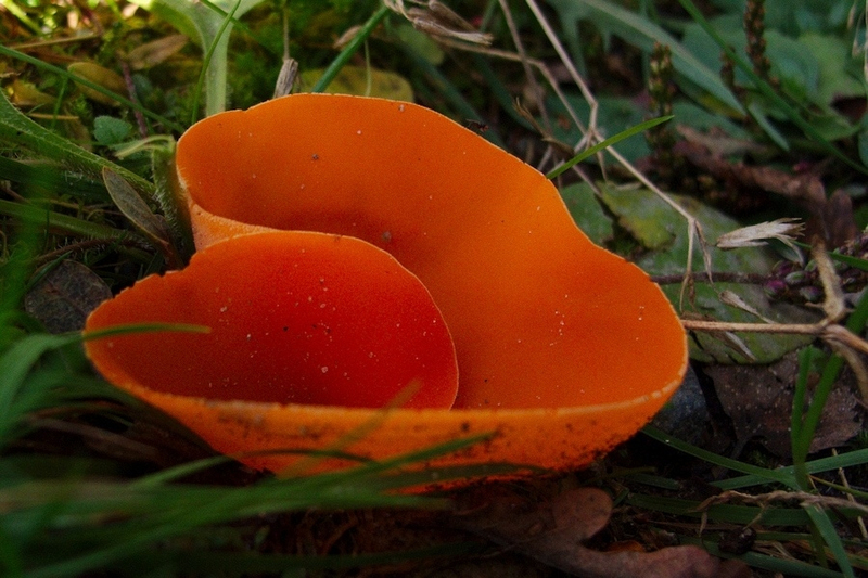 Grote oranjebekerzwam