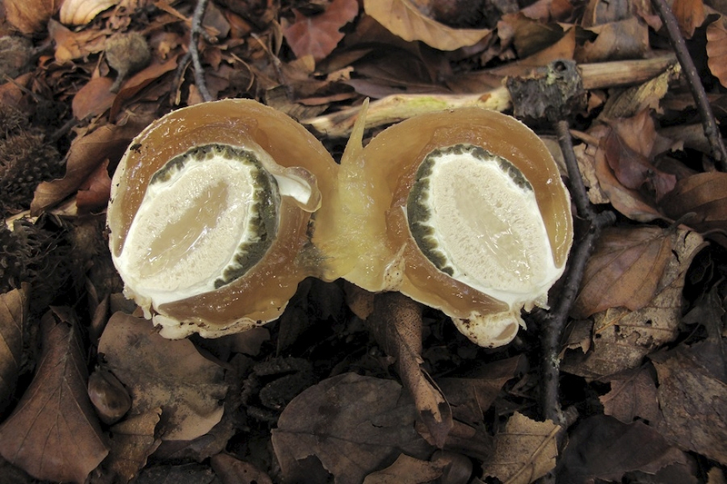 Grote stinkzwam duivelsei