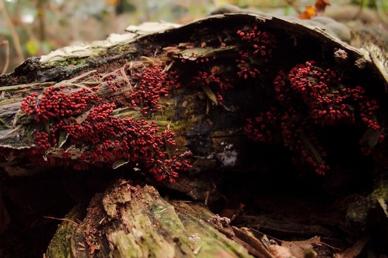 Karmijnrood netwatje