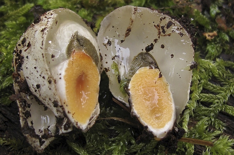 Kleine stinkzwam duivelsei