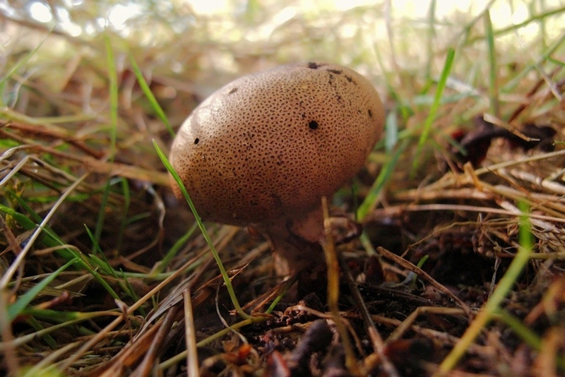 Kleine aardappelbovist