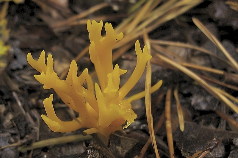 Kleverig koraalzwammetje