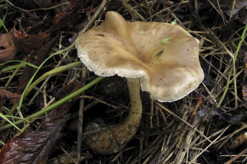 Knotsvoettrechterzwam