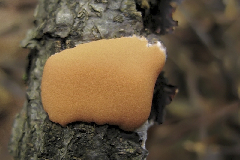 Loodkleurig netplaatje