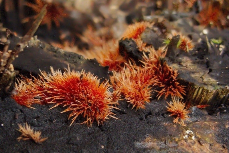 Luchtmycelium-inktzwam (ozonium)