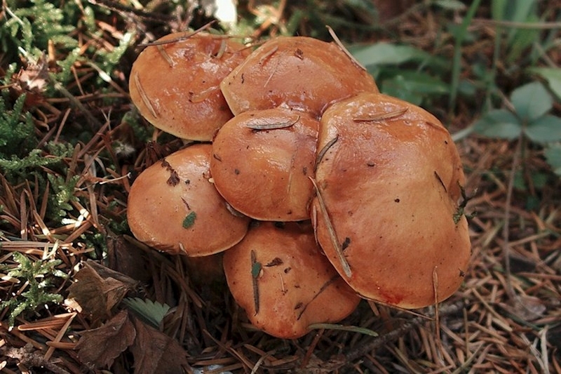 Melkboleet (zeldzaam)