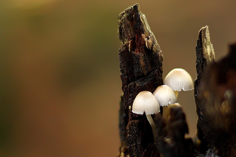Melksteelmycena