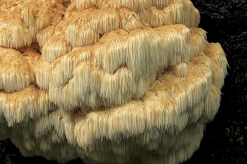 Pruikzwam (zeldzaam)