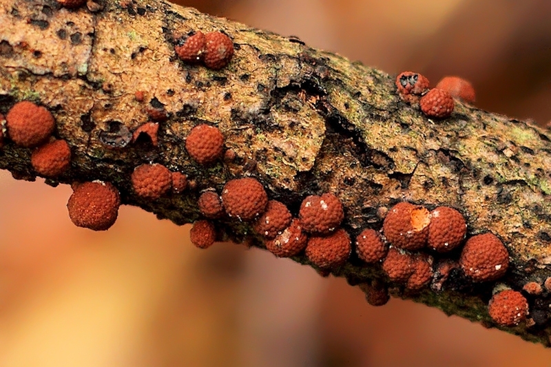 Roestbruine kogelzwam