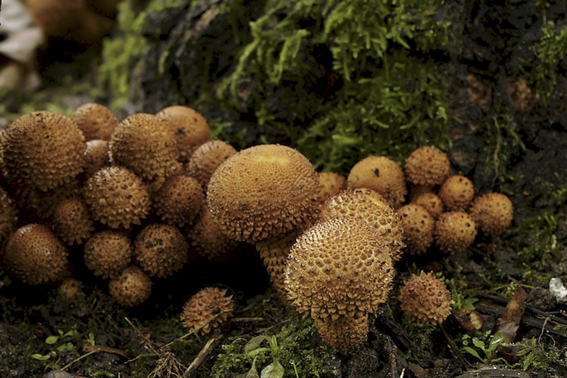 Schubbige bundelzwam