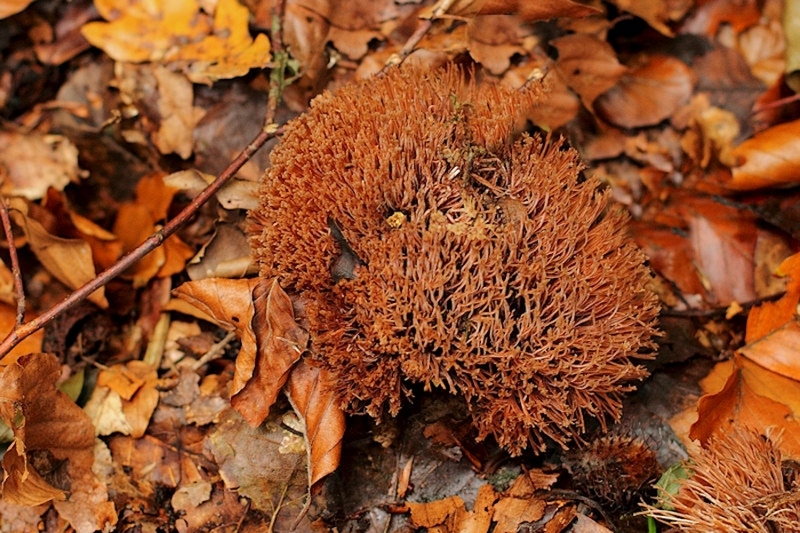 Sparrenveertje (zeldzaam)