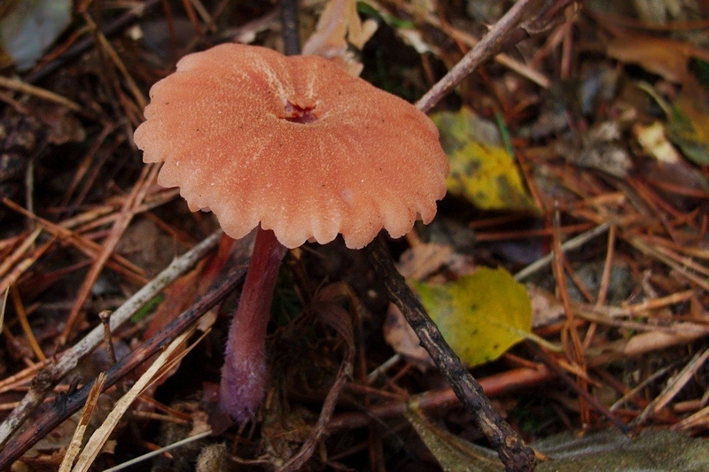 Tweekleurige fopzwam