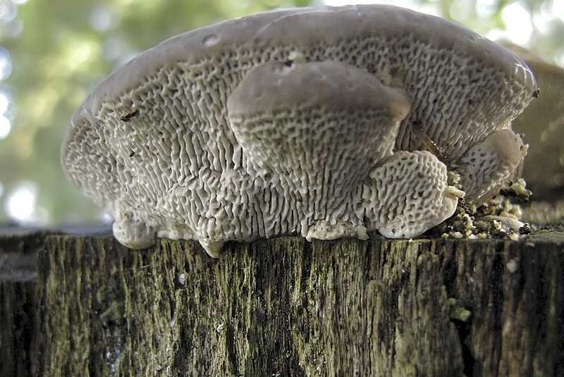 Witte bultzwam (onderzijde)