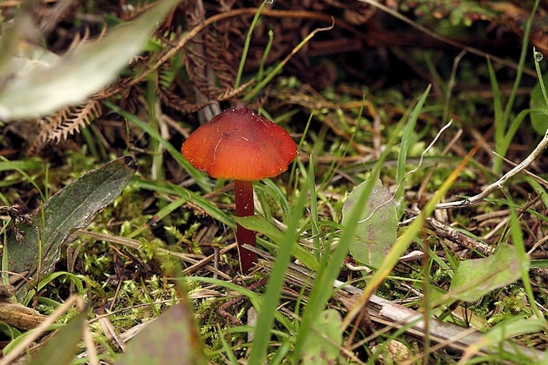 Zwartwordende wasplaat