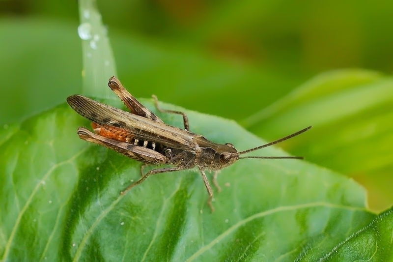 Bruine sprinkhaan man