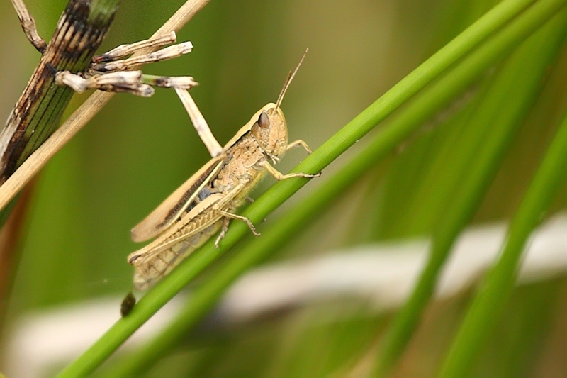 Kustsprinkhaan vrouw