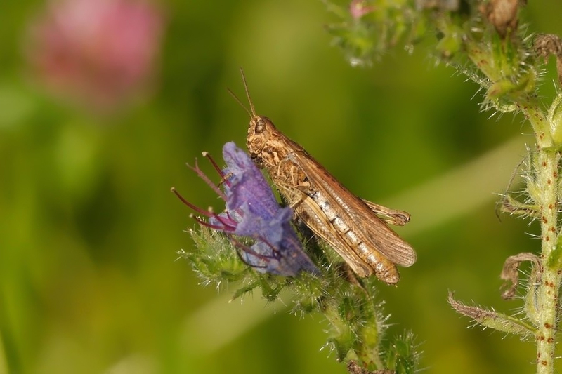 Veldsprinkhaan spec