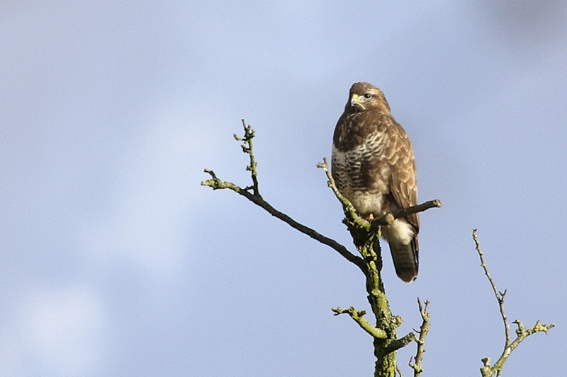 Buizerd