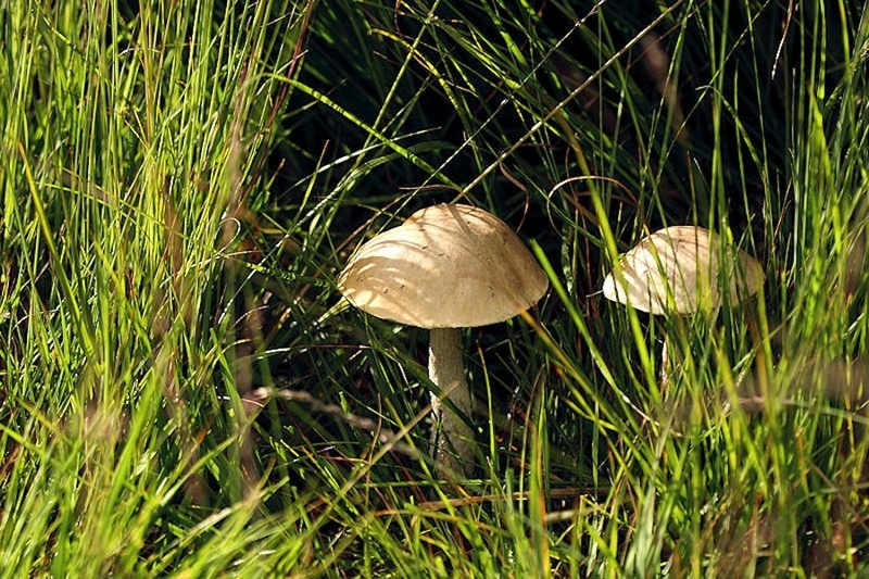 Witte berkenboleet (zeldzaam)