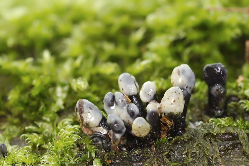 Kleverig lindebekertje (Holwaya mucida) (zeer zeldzaam