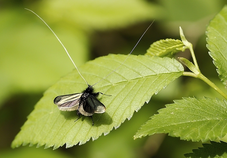 Smaragdlangsprietmot